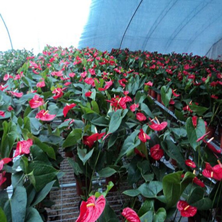 綠化花卉與豆類種植 昆明湯池杜文亞花卉種植園的多樣經(jīng)營(yíng)