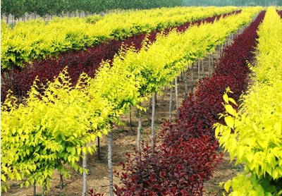 重慶市涪陵區倩倩花卉種植園 花卉種植的藝術與科學
